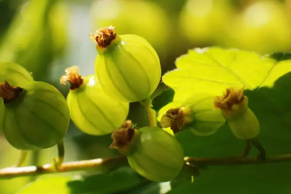 Planta Verde Madura Rama Árbol —  Fotos de Stock