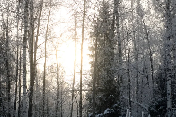 Las Śnieżny Sezonie Zimowym — Zdjęcie stockowe