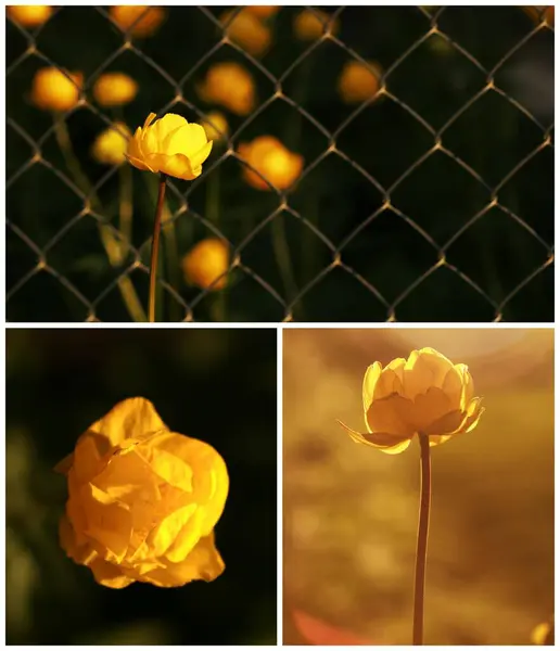 美しい花の写真コラージュ — ストック写真