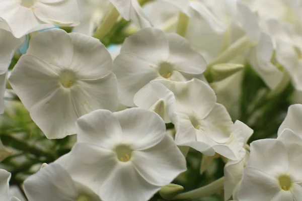 Hermosas Flores Blancas Jardín — Foto de Stock
