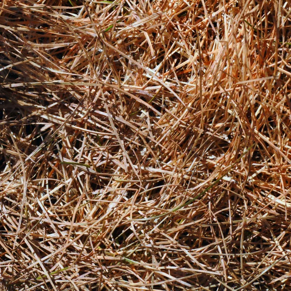 乾いた草の質感の背景 — ストック写真