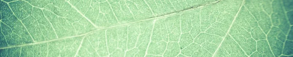 Leaf Abstrakt Modern Bakgrund — Stockfoto