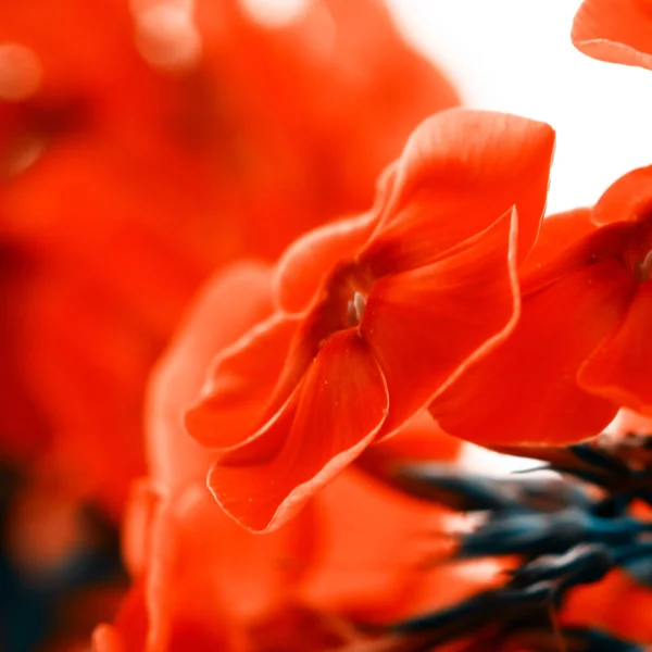 Hermosas Flores Rojas Jardín — Foto de Stock