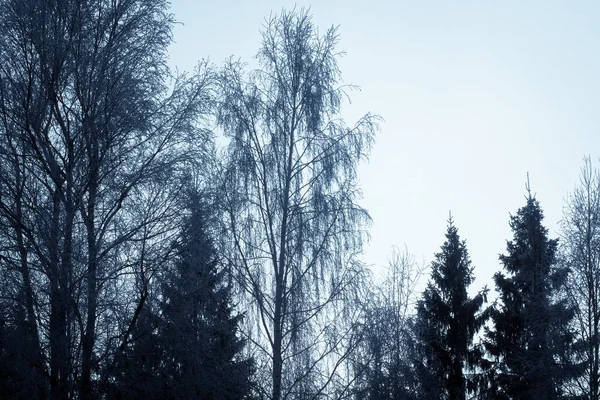 Vinter Skog Landskap Med Snötäckta Träd — Stockfoto