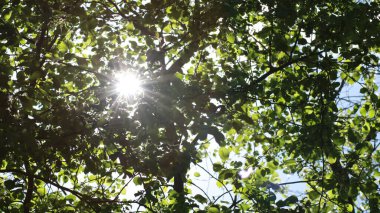 Güneşli bahar gününde açan kiraz ağacı dalları