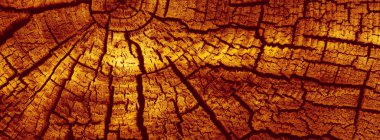 Tahta ağaç kütüğü arkaplanı