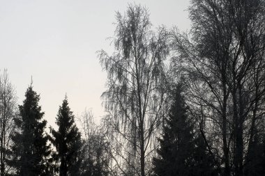 Kış mevsiminde karlı orman