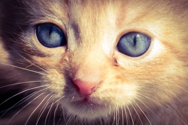 Sevimli küçük kırmızı kedi