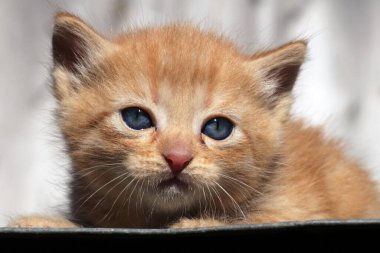 Sevimli küçük kırmızı kedi