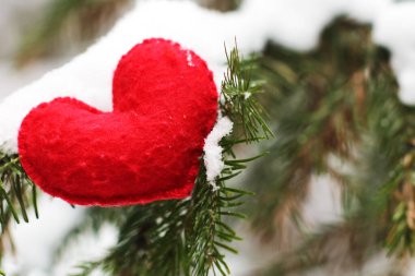 Kışın köknar dallarında karlı kırmızı kalp