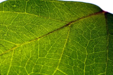 Yeşil yaprak dokusunu kapat