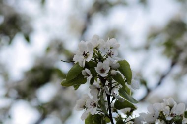 Baharda çiçek açan elma ağacı