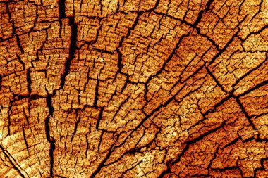 Tahta ağaç kütüğü arkaplanı 