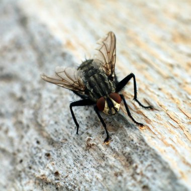 Tahta arka planda sineği kapat