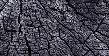 Tahta ağaç kütüğü arkaplanı 