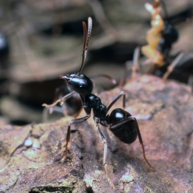 Ormandaki siyah karınca.