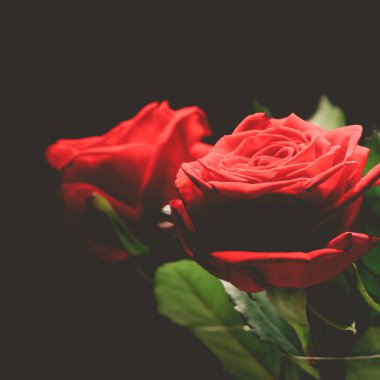 Siyah arka planda güzel kırmızı güller