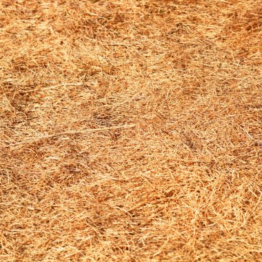 Kuru çimen dokusu arkaplanı 