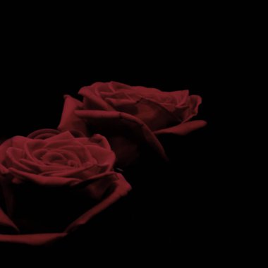 Siyah arka planda güzel kırmızı güller