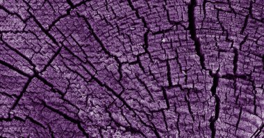 Tahta ağaç kütüğü arkaplanı 