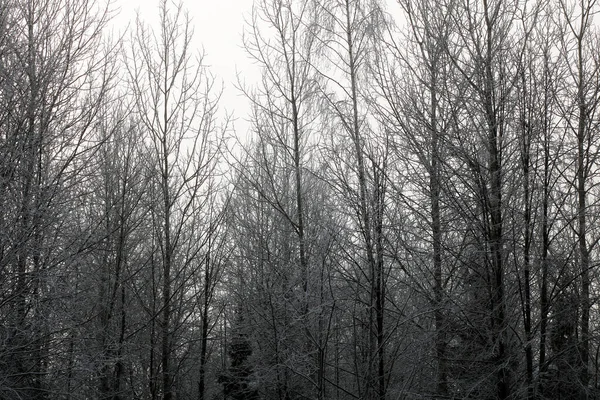 Snöig Skog Vintern — Stockfoto