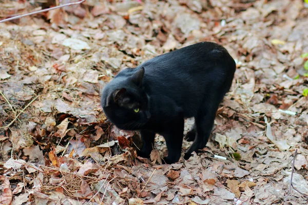 Бездомний Чорний Кіт Відкритому Повітрі — стокове фото