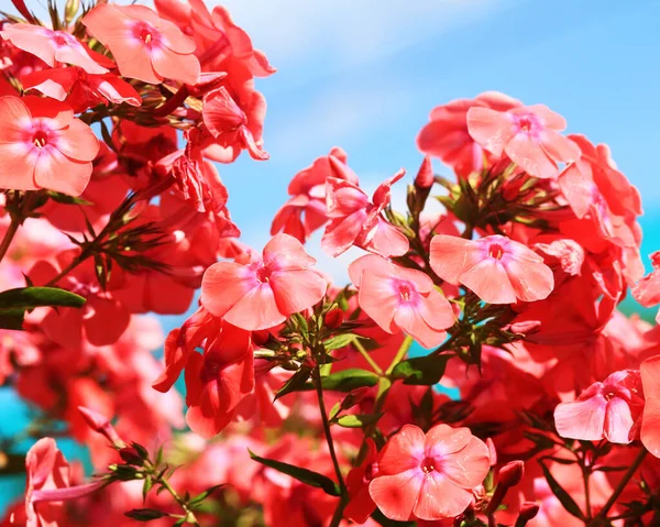 Mooie Rode Bloemen Tuin — Stockfoto