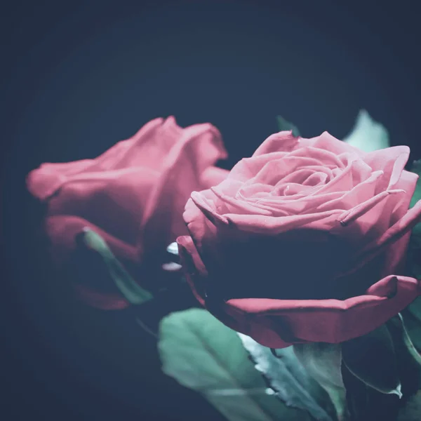 Belle Rose Rosse Sfondo Nero — Foto Stock