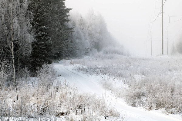 снежный лес в зимний сезон
