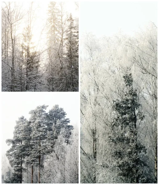 Фотоколлаж Снежного Зимнего Леса — стоковое фото