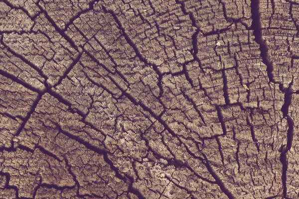 Ξύλινο Δέντρο Κούτσουρο Φόντο — Φωτογραφία Αρχείου
