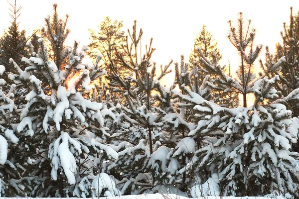 Bosque Invierno Nevado Atardecer — Foto de Stock