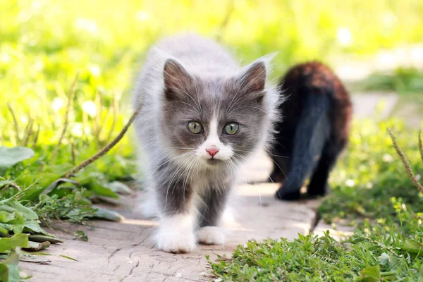 Pequenos Gatos Bonitos Jardim — Fotografia de Stock