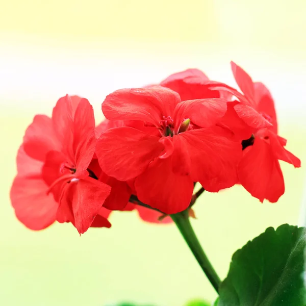 Schöne Rote Blumen Garten — Stockfoto