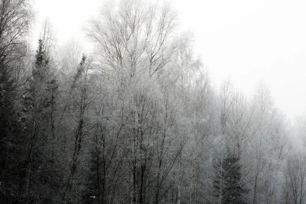 Bosque Nevado Temporada Invierno — Foto de Stock