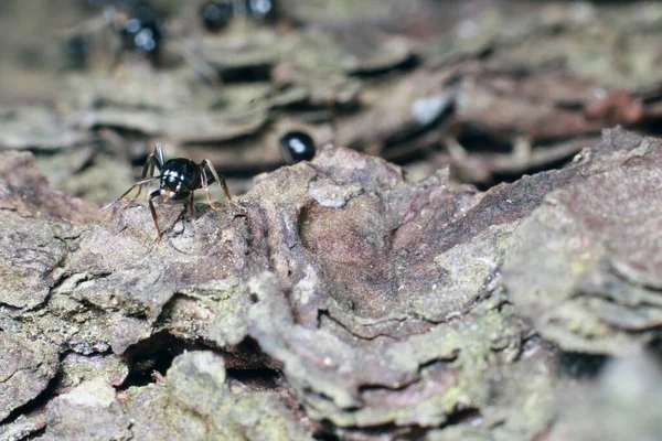 森林里的黑蚂蚁靠近了 — 图库照片