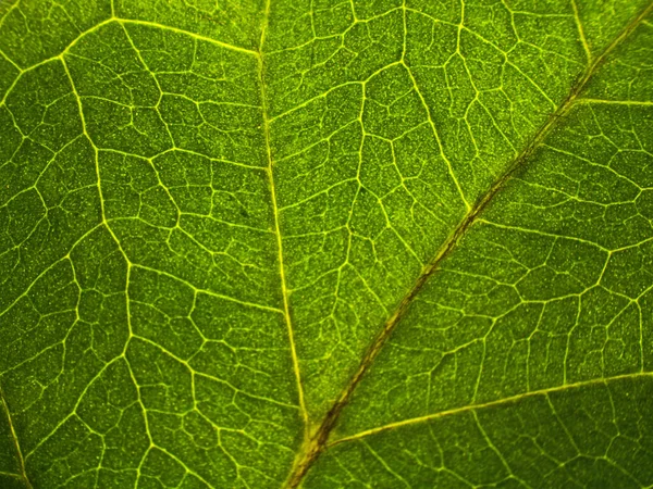 緑の葉の質感を閉じ — ストック写真