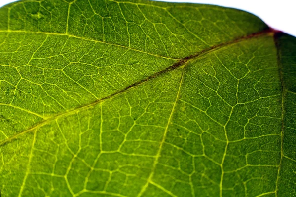 Крупним Планом Текстура Зеленого Листя — стокове фото