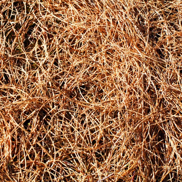 乾いた草の質感の背景 — ストック写真