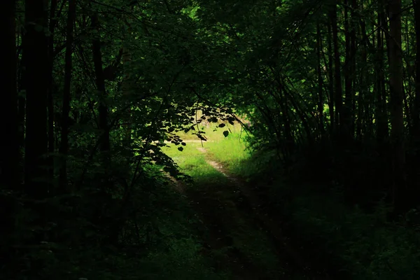 Gündüz Vakti Gizemli Yeşil Orman — Stok fotoğraf