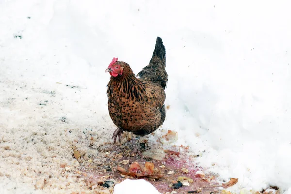 Rooster or chicken outdoor on farm