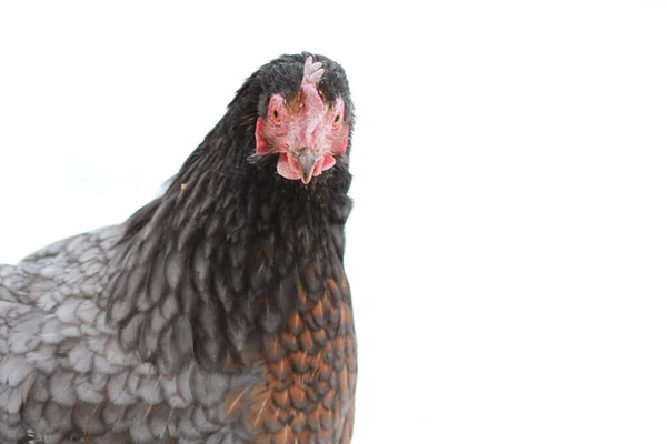 Hahn Oder Huhn Freien Auf Dem Bauernhof — Stockfoto