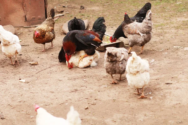 Çiftlikte Horozlar Tavuklar — Stok fotoğraf