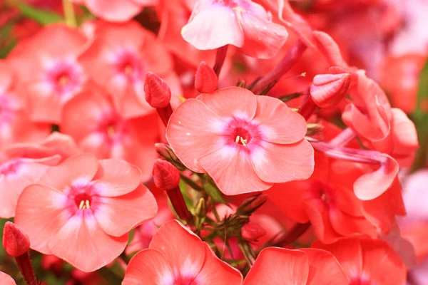 Hermosas Flores Rojas Jardín —  Fotos de Stock