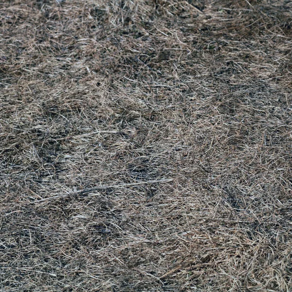Latar Belakang Tekstur Rumput Kering — Stok Foto