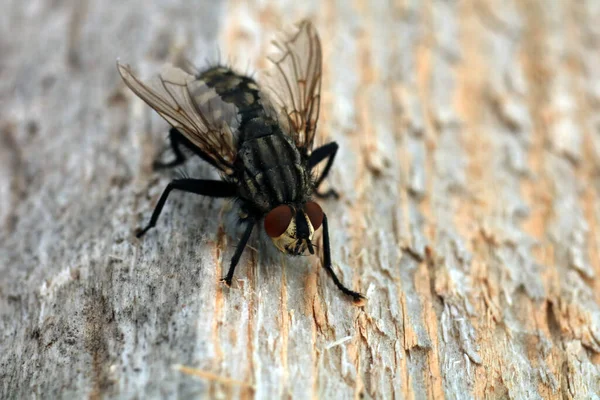 Close Mosca Fundo Madeira — Fotografia de Stock