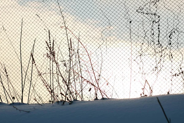 Winterlandschap Met Omheining Bij Zonsondergang — Stockfoto