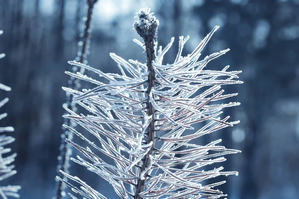 Primer Plano Ramas Abeto Con Nieve — Foto de Stock