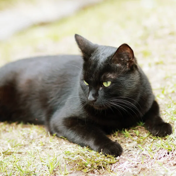 Desabrigados Gato Preto Livre — Fotografia de Stock