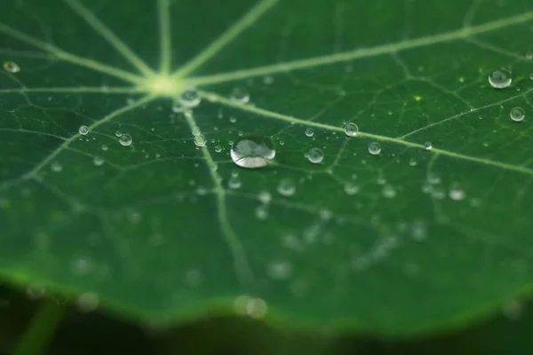 Foglia Verde Con Gocce Acqua — Foto Stock